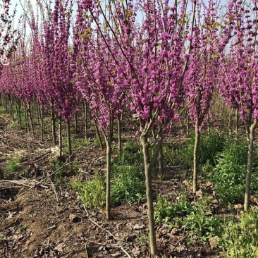 独杆紫荆3~10公分产地价格丛生紫荆多分枝1~2米冠幅