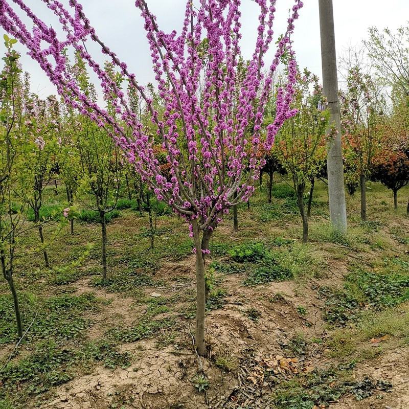 独杆紫荆3~10公分产地价格丛生紫荆多分枝1~2米冠幅