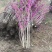 独杆紫荆3~10公分产地价格丛生紫荆多分枝1~2米冠幅
