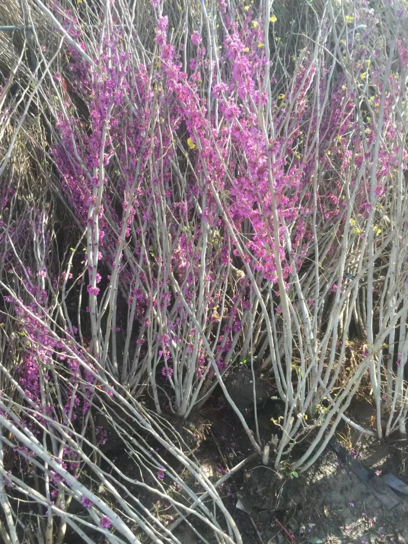 独杆紫荆3~10公分产地价格丛生紫荆多分枝1~2米冠幅