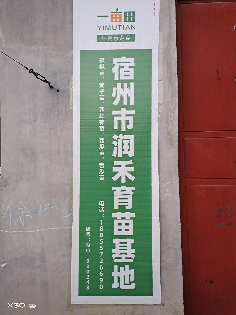 （精品）佛手瓜苗鲜美可口抗病性强单株300斤左右