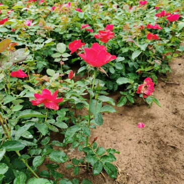 红帽月季苗丰花月季品种月季爬藤月季价格庭院小区盆栽绿化