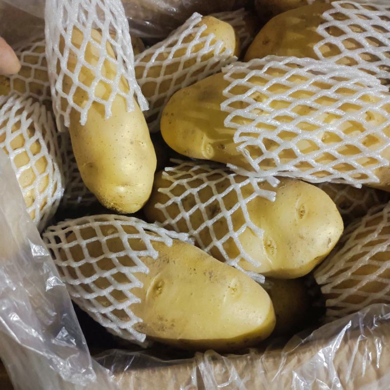 安丘冷库黄心土豆大量出货，量大从优价格便。