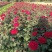 庭院小区绿化红帽月季丰花月季蔷薇花苗品种月季盆栽苗