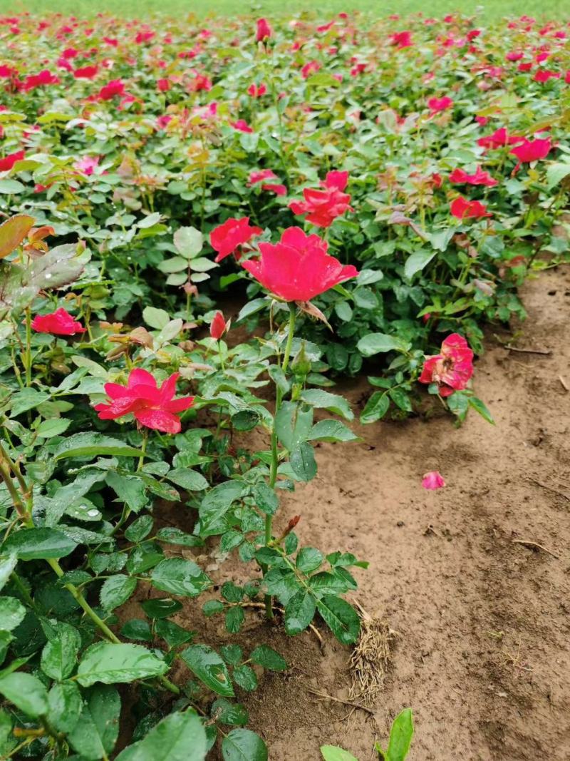 庭院小区绿化红帽月季丰花月季蔷薇花苗品种月季盆栽苗