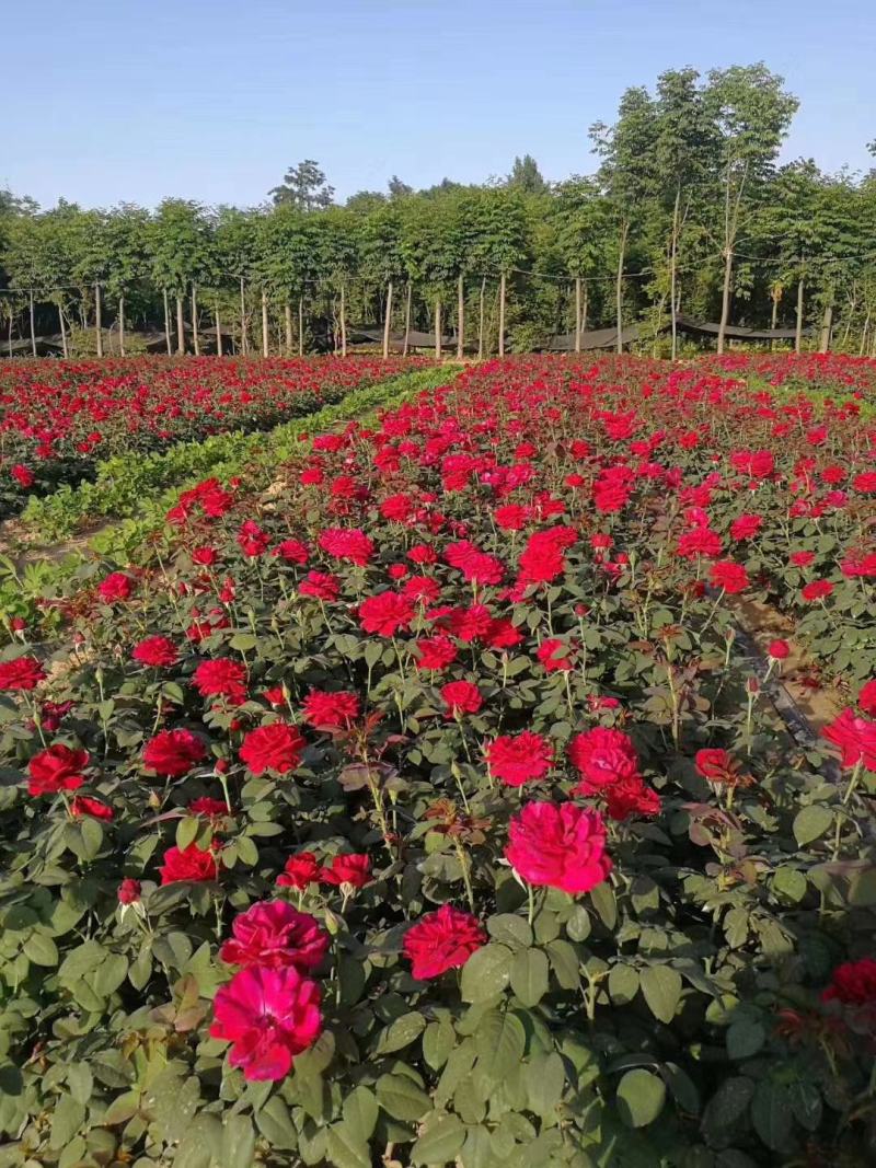 庭院小区绿化红帽月季丰花月季蔷薇花苗品种月季盆栽苗