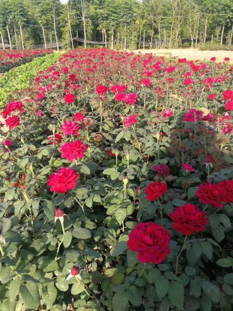 庭院小区绿化红帽月季丰花月季蔷薇花苗品种月季盆栽苗