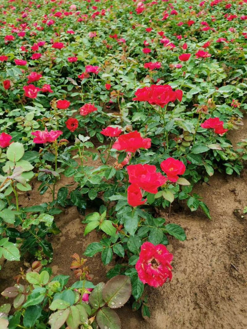 庭院小区绿化红帽月季丰花月季蔷薇花苗品种月季盆栽苗