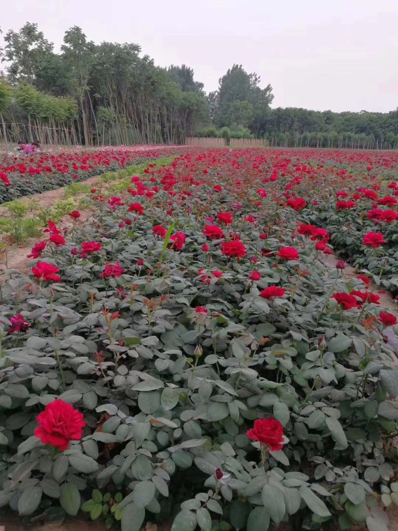 庭院小区绿化红帽月季丰花月季蔷薇花苗品种月季盆栽苗