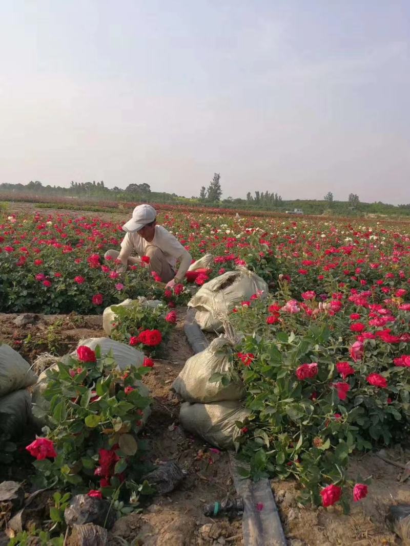 庭院小区绿化红帽月季丰花月季蔷薇花苗品种月季盆栽苗