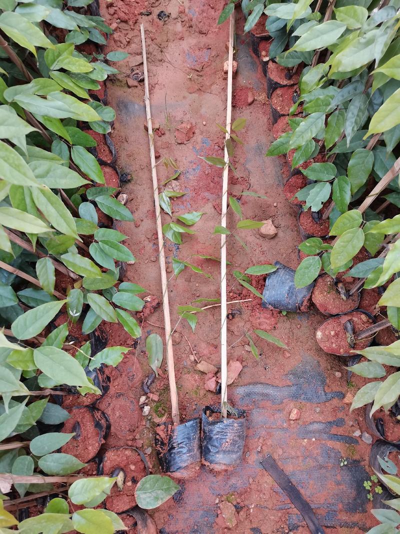 油麻藤，云南昆明宜良油麻藤种植园藤长1米