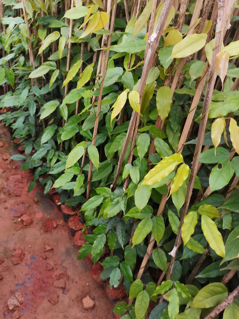 油麻藤，云南昆明宜良油麻藤种植园藤长1米