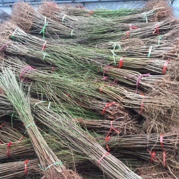 桃花桃树苗价格南北方种植毛桃苗占地征收花果树苗可嫁接山桃