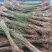 桃花桃树苗价格南北方种植毛桃苗占地征收花果树苗可嫁接山桃