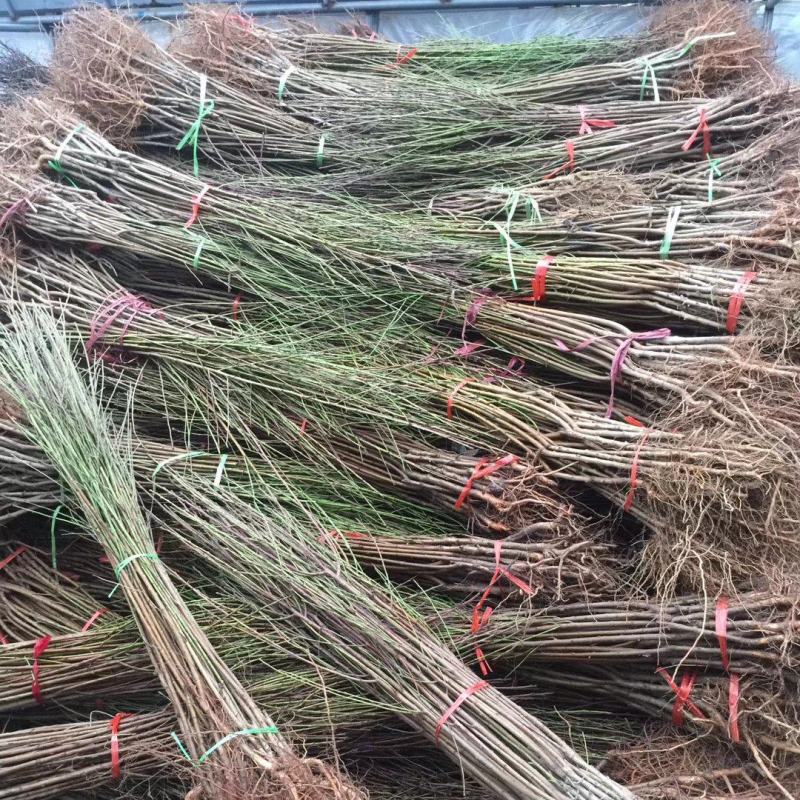 桃花桃树苗价格南北方种植毛桃苗占地征收花果树苗可嫁接山桃
