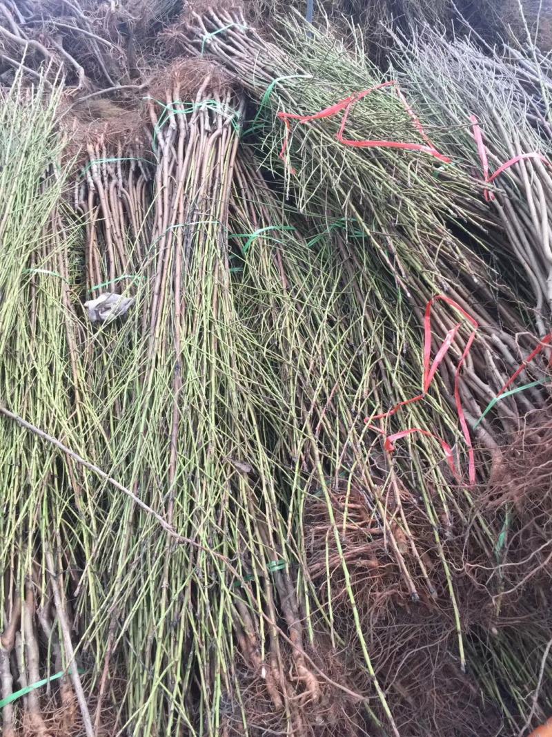 桃花桃树苗价格南北方种植毛桃苗占地征收花果树苗可嫁接山桃