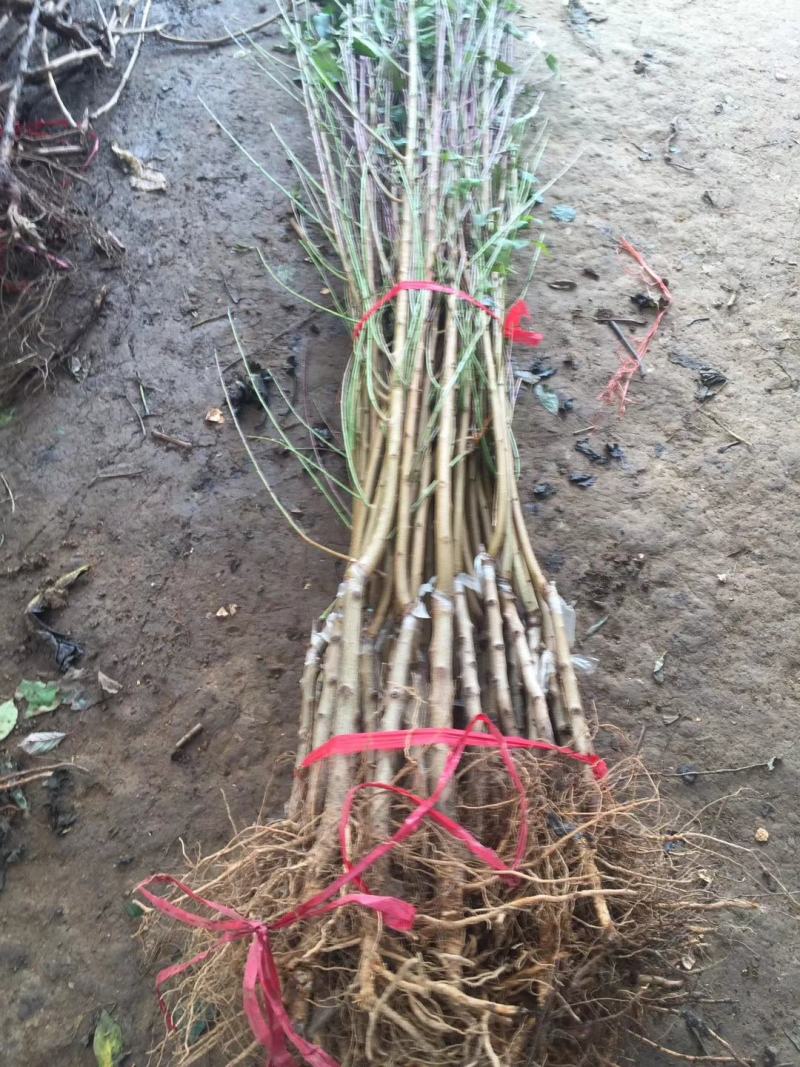 桃花桃树苗价格南北方种植毛桃苗占地征收花果树苗可嫁接山桃