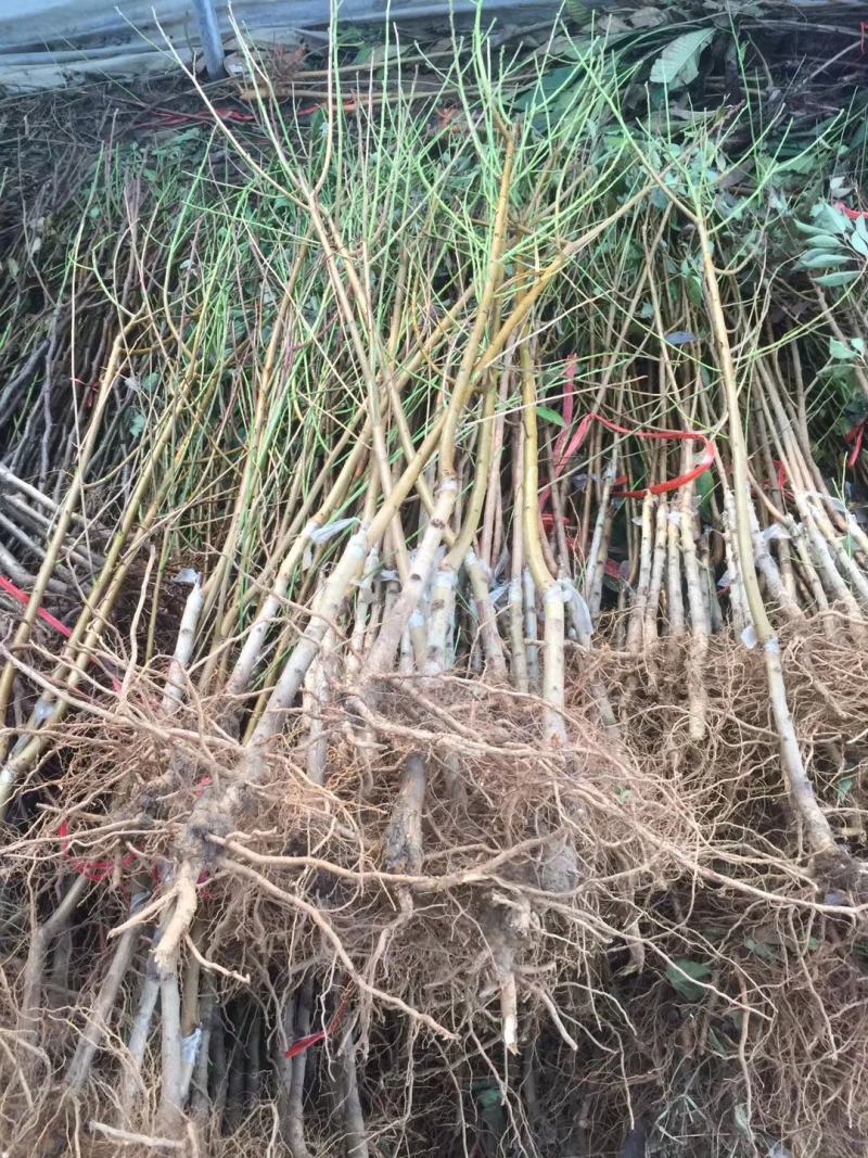 桃花桃树苗价格南北方种植毛桃苗占地征收花果树苗可嫁接山桃