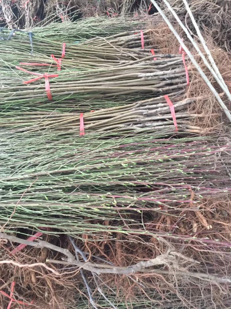 桃花桃树苗价格南北方种植毛桃苗占地征收花果树苗可嫁接山桃