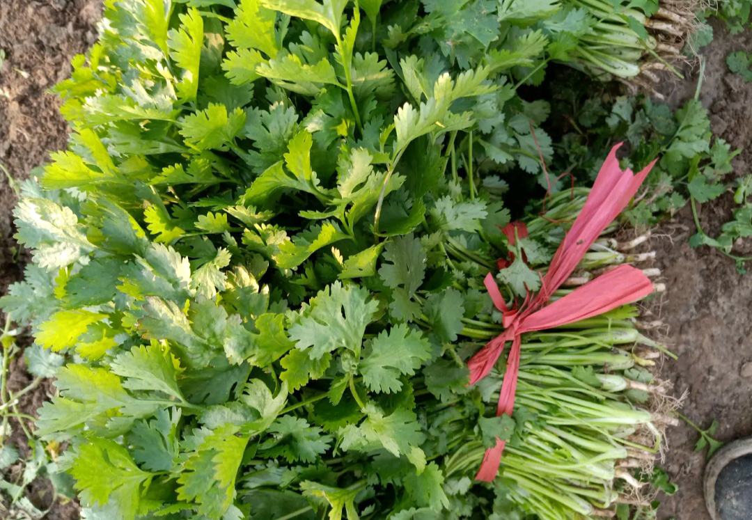 香菜成品摆盘图,清汤中漂浮着翠绿香菜,搭配小碟蘸料 香菜成品摆盘图