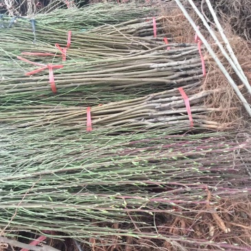 观赏桃花树小苗嫁接桃树小苗紫叶桃红叶碧桃树苗价格
