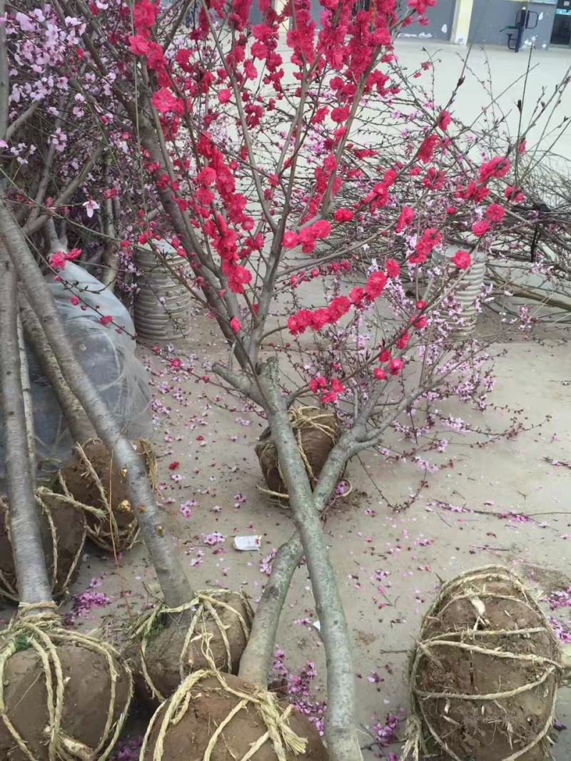 观赏桃花树小苗嫁接桃树小苗紫叶桃红叶碧桃树苗价格