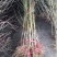 观赏桃花树小苗嫁接桃树小苗紫叶桃红叶碧桃树苗价格