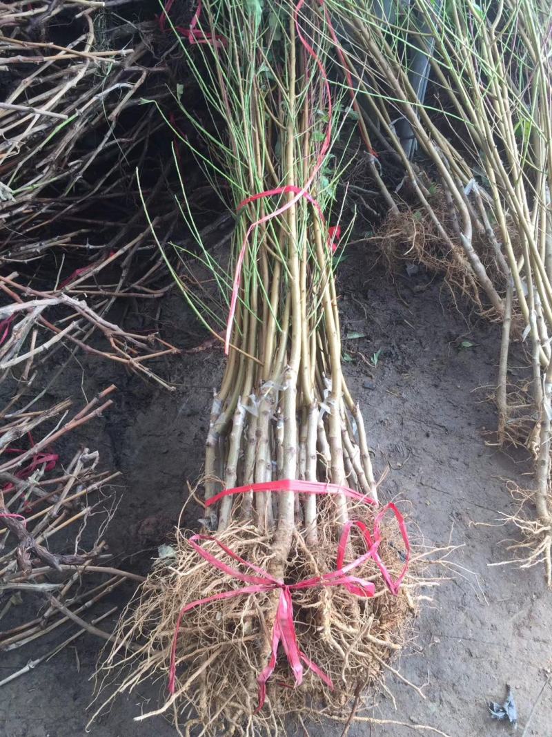 观赏桃花树小苗嫁接桃树小苗紫叶桃红叶碧桃树苗价格