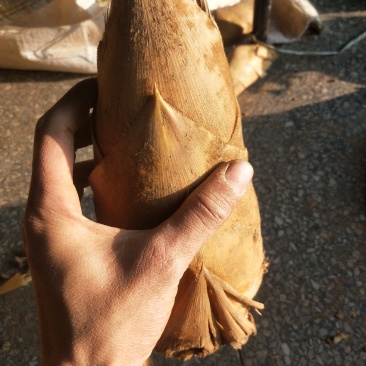 天然新鲜冬笋电商供货量大从优24小时在线服务