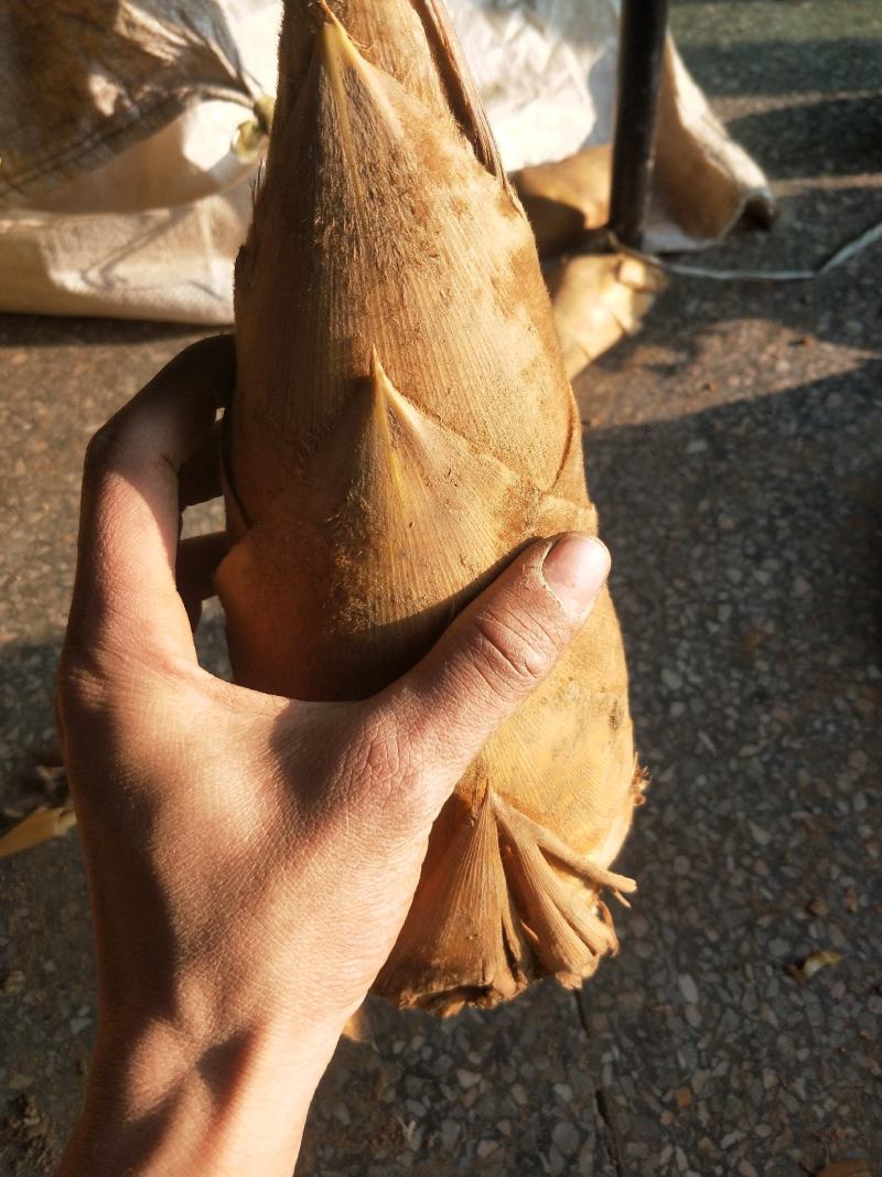 天然新鲜冬笋电商供货量大从优24小时在线服务