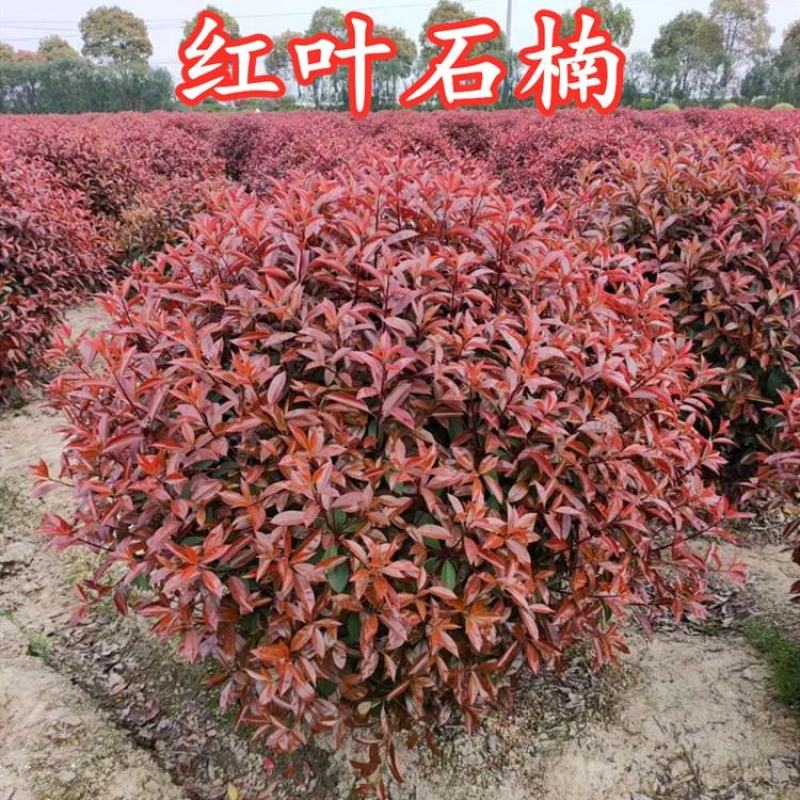 红叶石楠球红叶石楠红叶石楠树红叶石楠球基地直销
