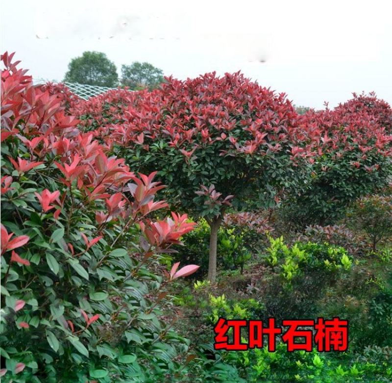 红叶石楠球红叶石楠红叶石楠树红叶石楠球基地直销