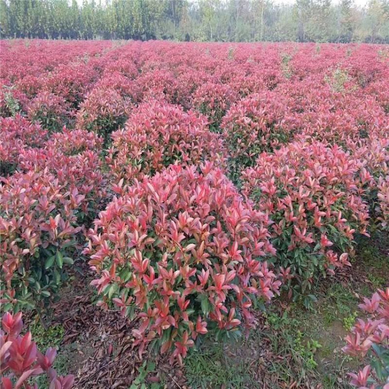 红叶石楠球红叶石楠红叶石楠树红叶石楠球基地直销
