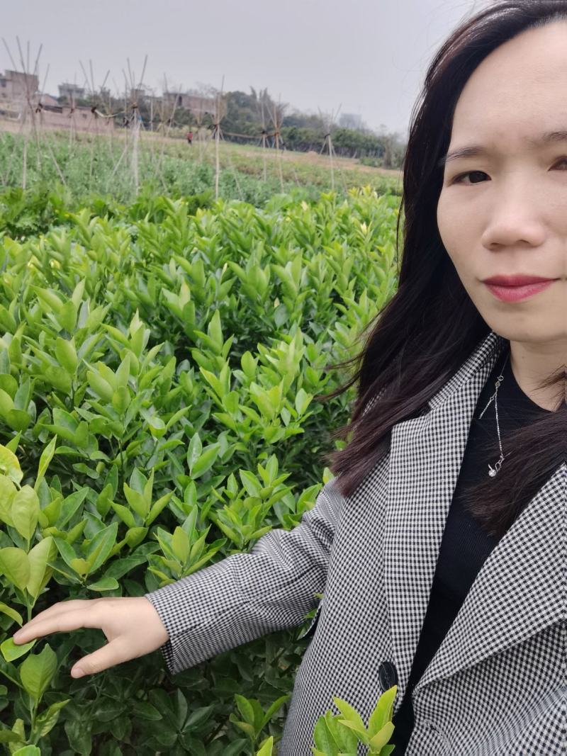 【推荐】皇帝贡柑苗嫁接苗，基地直发技术指导包邮