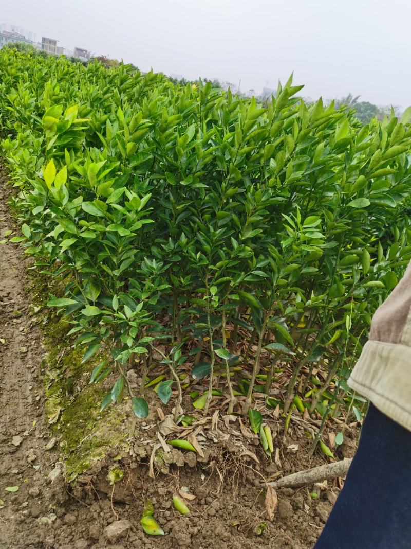 【推荐】皇帝贡柑苗嫁接苗，基地直发技术指导包邮