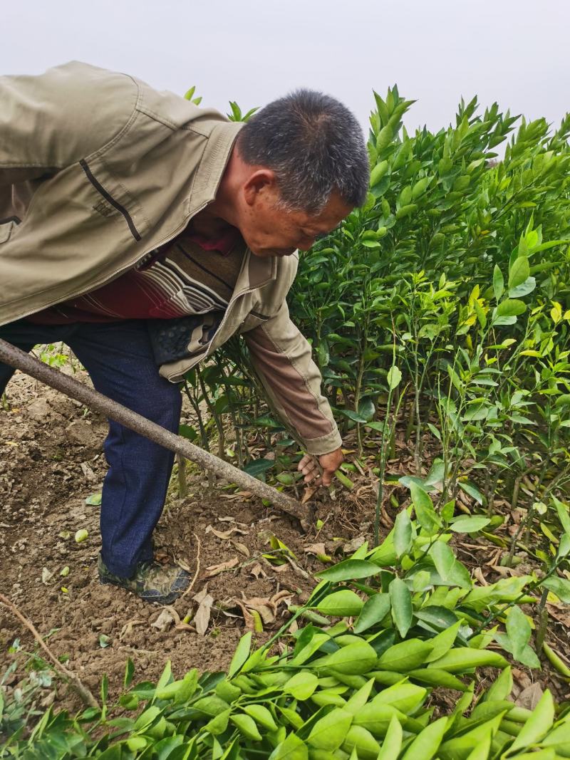 【推荐】皇帝贡柑苗嫁接苗，基地直发技术指导包邮