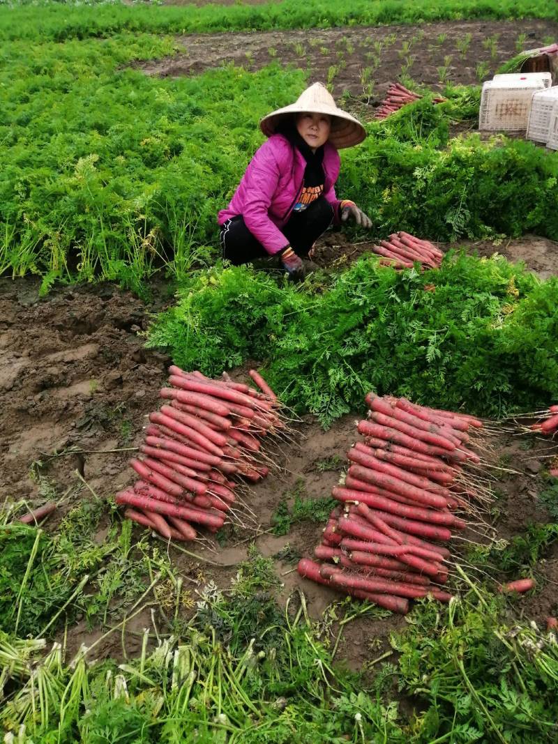 沙土水果小心心红萝卜，水洗，带泥，无斑，无虫眼，