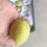 陕西库尔勒香梨供应，正宗新疆库尔勒香梨价格
