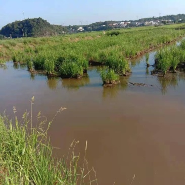 水田，出租。
