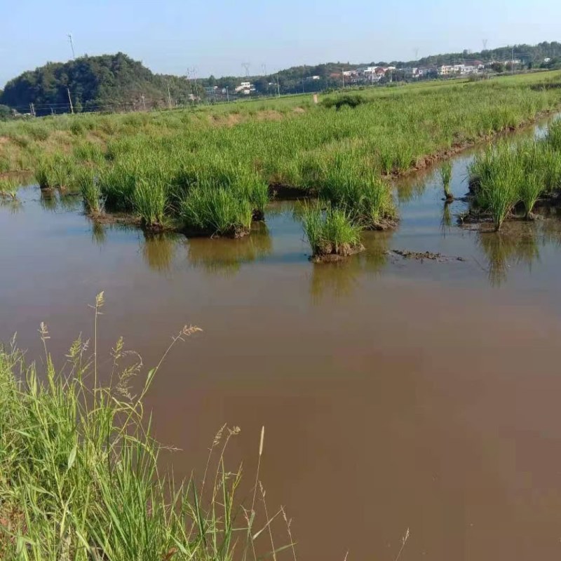 水田，出租。
