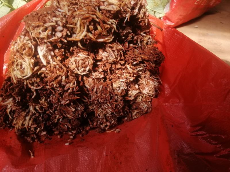 红玫瑰