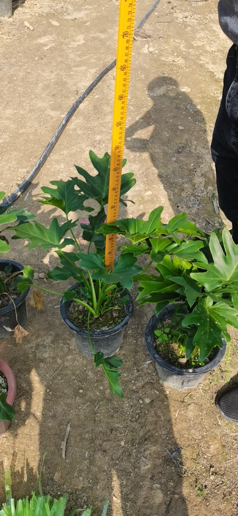 春羽佛山基地直销一手货源，绿植盆栽批发…