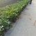 春羽佛山基地直销一手货源，绿植盆栽批发…