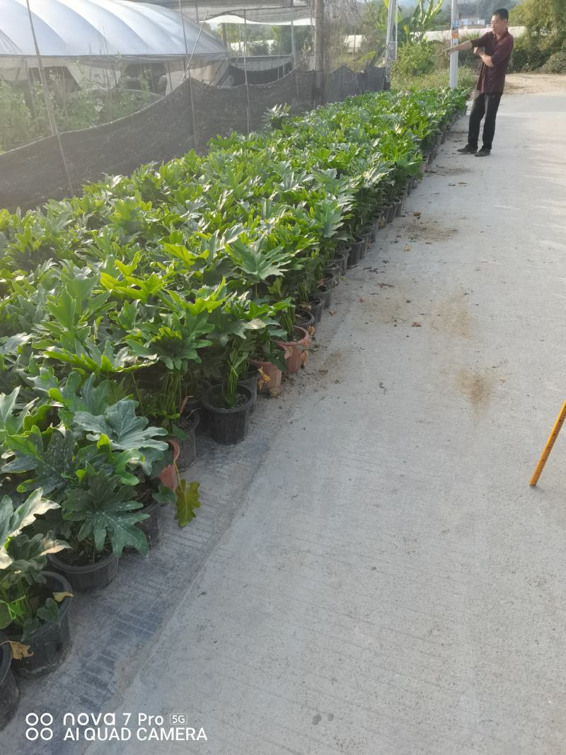 春羽佛山基地直销一手货源，绿植盆栽批发…