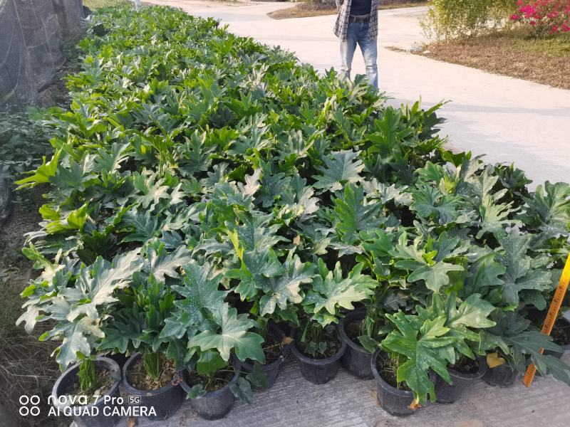 春羽佛山基地直销一手货源，绿植盆栽批发…