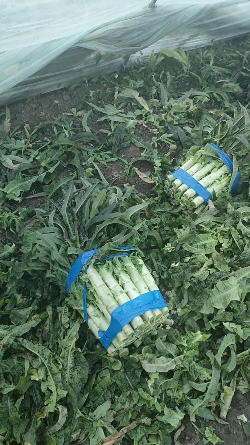 宿州红叶香莴苣，50到60高，二斤左右，大量上市。