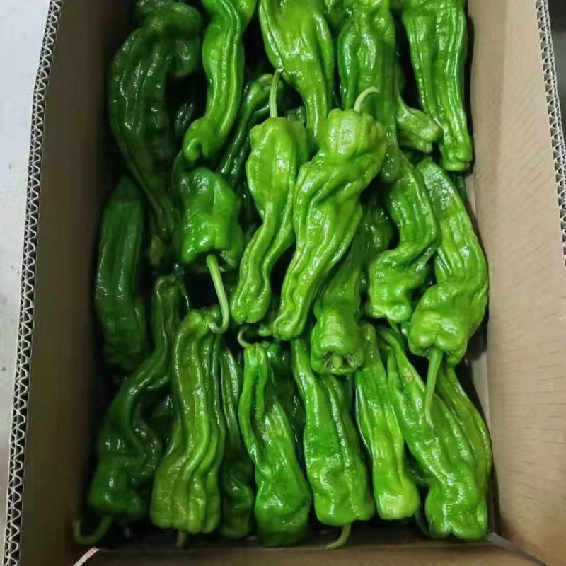 芜湖椒，薄皮椒，五号线椒，龙椒大量上市中产地直发量大从优