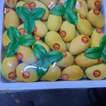海南三亚精品台农芒台芽芒果，一级二级大量出货整车批货