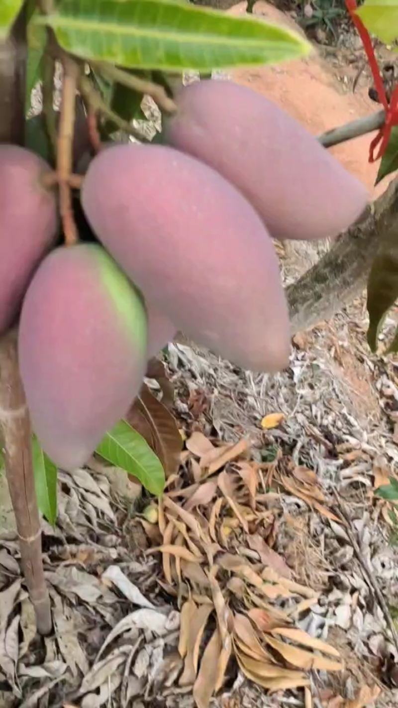 海南三亚精品台农芒台芽芒果，一级二级大量出货整车批货