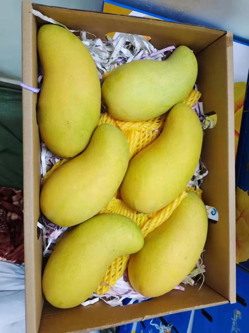 海南三亚精品台农芒台芽芒果，一级二级大量出货整车批货